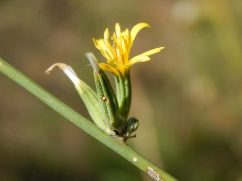 Chondrilla juncea